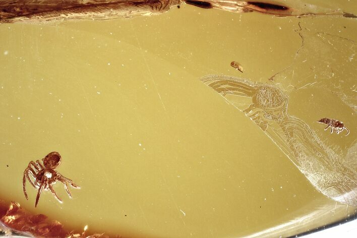 Detailed Fossil Spider and Scale Insect in Baltic Amber #372575